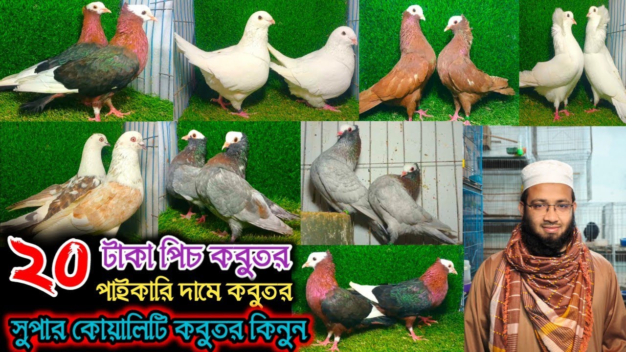 🌹১০০% টপ কোয়ালিটির ফেন্সি কবুতর,মুক্ষি,বোম্বাই,সাটিন চিলা জায়েন্ট হোমা আরও দেশী বিদেশি কবুতর বিক্রি🌹