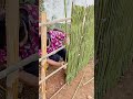 bamboo fence installation skills #shorts