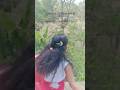 jibanna re kichi jaga re niraba rohijiba🥰##odia music🥰 saraga  pari🥰YouTube shorts video