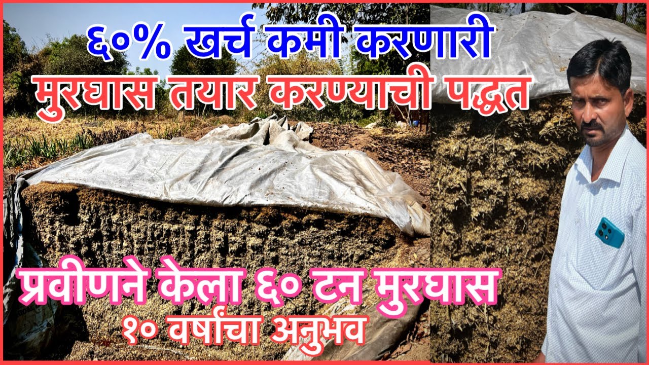 मुरघास तयार करण्याची खड्डा पद्धत।६०% खर्च कमी