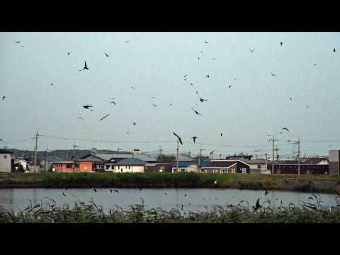 夕闇に浮かぶ圧巻の舞 数万羽のツバメ、一斉に「ねぐら入り」 明石のため池