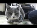 初めましてなのになかなかの大物っぷりを発揮した子猫！～動き出したリアルドラえもん！ -My friend visits my house with her kitten