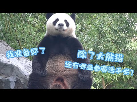 《熊貓星團》來認識動物運動員吧 | iPanda熊貓頻道