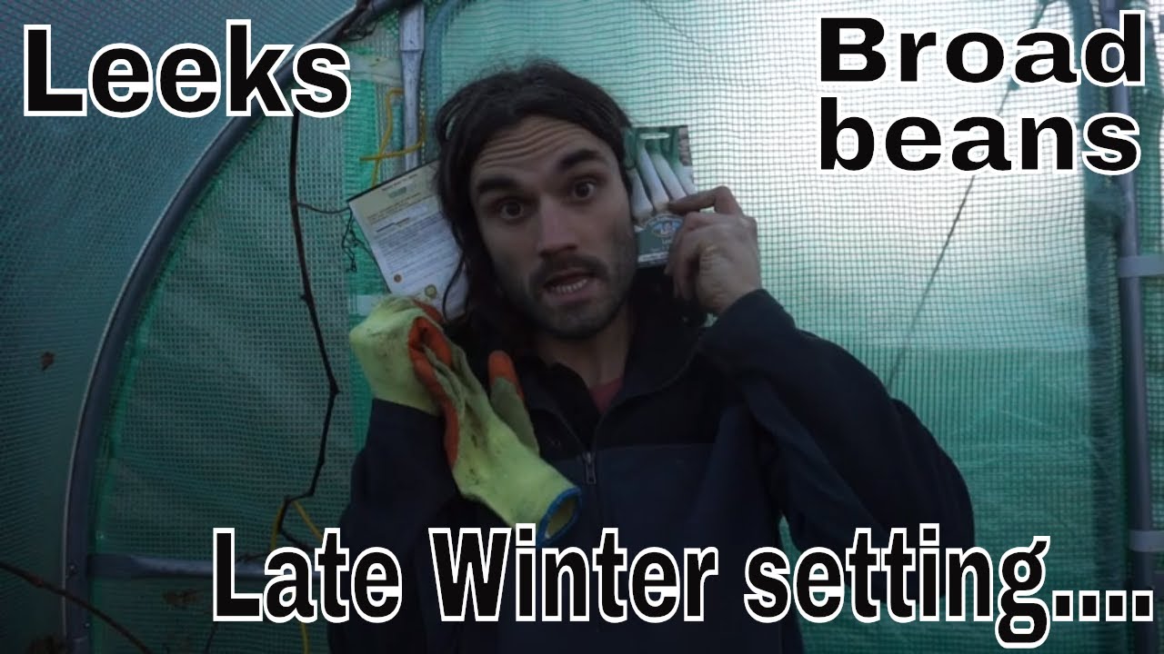 Winter and early Spring vegetables to set. Leeks and Broad beans.