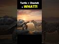 Turtle × Cheetah = Broken Speed 😂JumpStyle TikTok #Cheeturtle #Shorts #Funny #JumpStyle