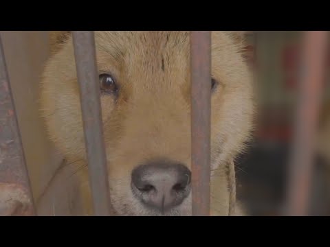 Exposed: Asia's dog and cat meat trade