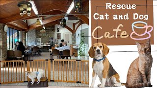 Dog (and Cat) Cafe Japan