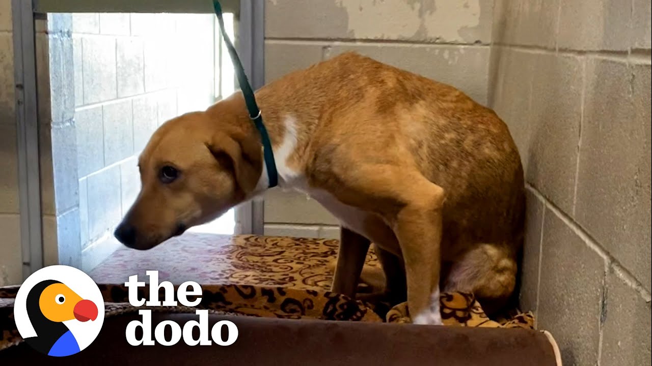 Anxious Shelter Dog Was Even Scared Of Collars And Leashes | The Dodo Foster Diaries