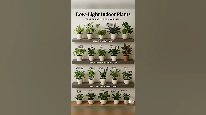 Top Low-Light Indoor Plants 🌿 | Perfect for Dark Corners!