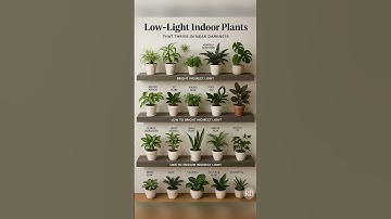Top Low-Light Indoor Plants 🌿 | Perfect for Dark Corners!
