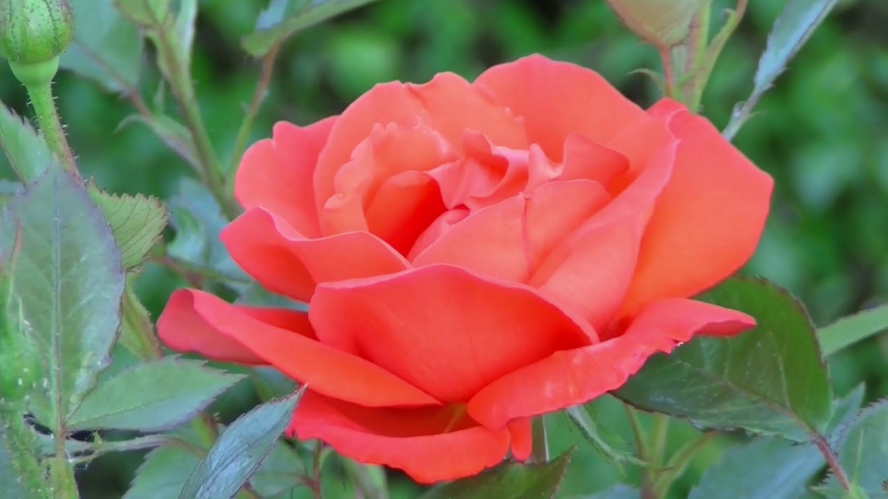 Time Lapse Blooming Flower Free HD Stock Footage (No Copyright