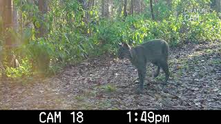 Bobcat WildlifeTrail Cam in Florida | Creature Cam