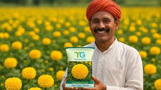 गेंदे की शानदार वेराइटी 👌🏻| Hybrid Marigold TG-Emerald Yellow | Thrive Gene Seeds | Flower Variety |
