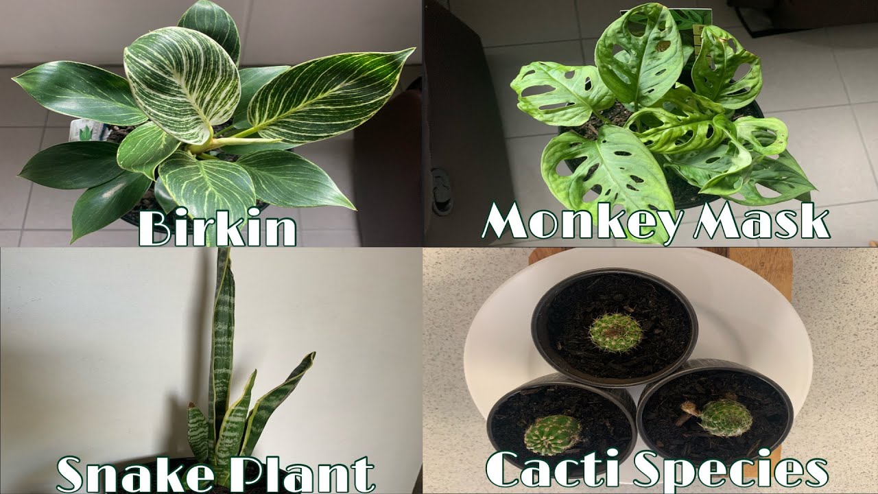 Episode 2 Repotting Monstera Monkey Mask, Birkin, Snake Plant , Cacti