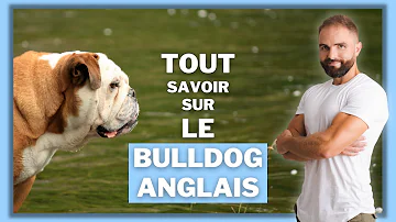 Comment bien choisir un chiot bulldog anglais ?