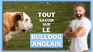 Race de chien Bulldog Anglais : caractère, dressage, comportement, santé de ce chien de race