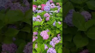 송림공원 영상