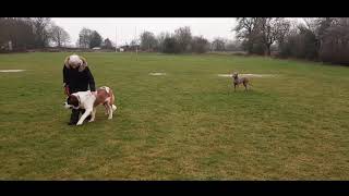 Reactive St Bernard learns to behave around dogs
