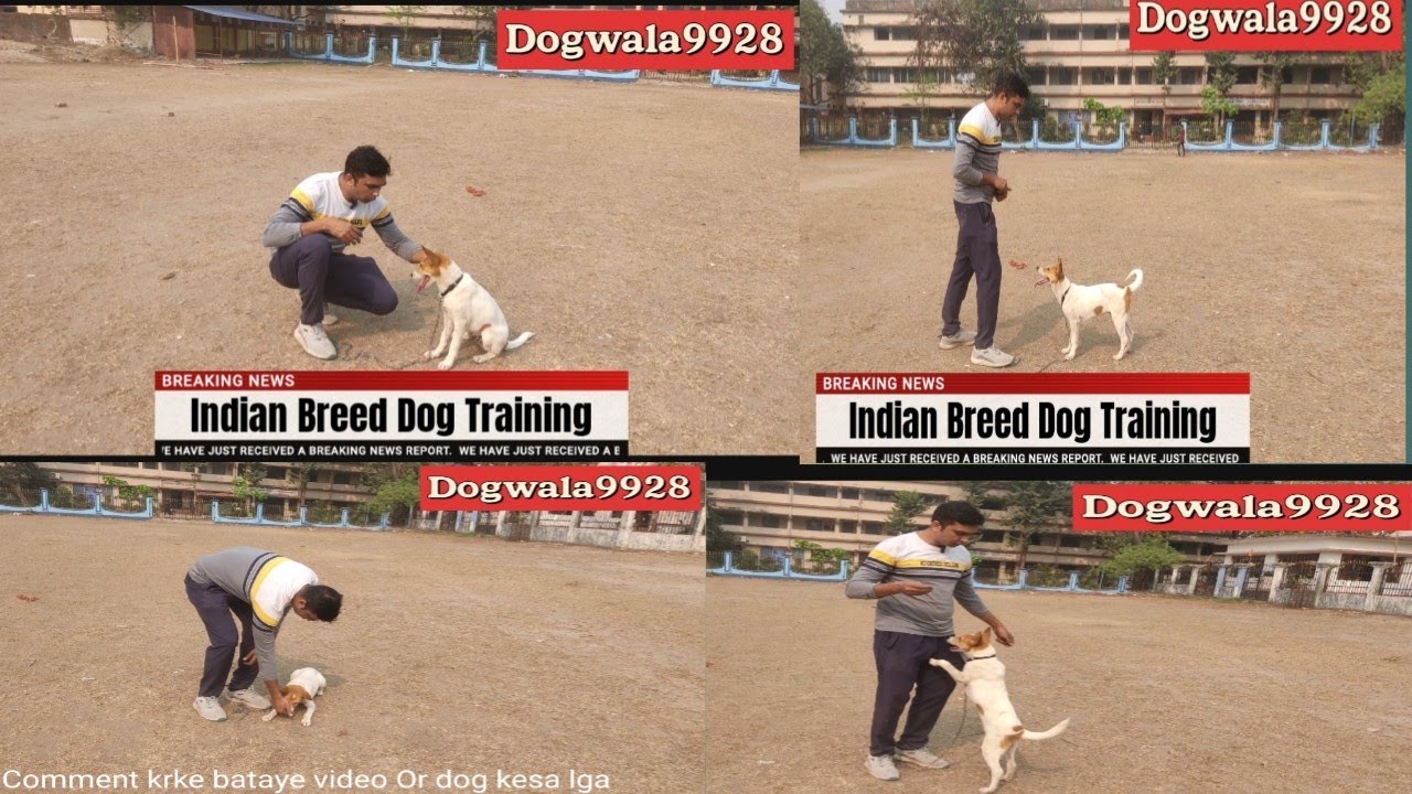 How We Train Indian Aggressive Dogs | Dog Training In Hindi | Indie Breed Dog Training