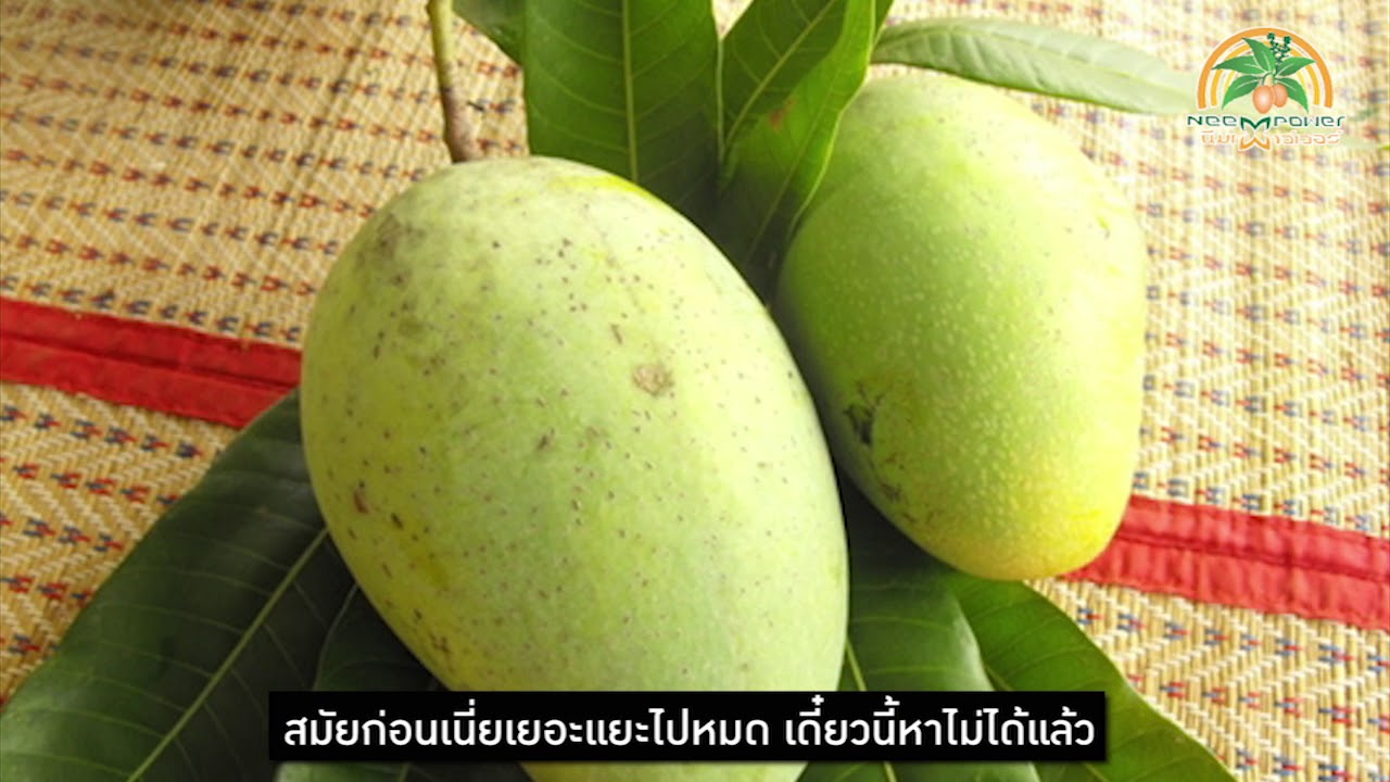 mango สล็อต