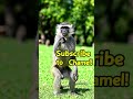 Monkey 🐵 enjoy and dance 😁 #comedy #viral #entertainment #trending