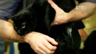 World's First Bionic Cat