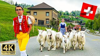 First Swiss Alpine Cattle Drive 2024 - goats, cows and bulls walk to the Summer Alps - 4K🇨🇭🐮 🫶