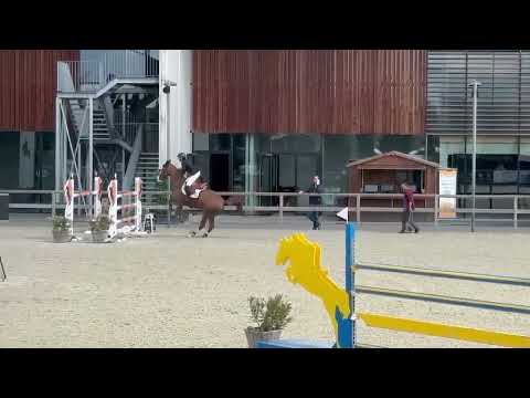 Avant Garde HST CSIYH 7/8 yo Opglabbeek