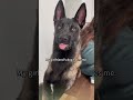 dramatic dogs #funnydog #funnypets #dogshorts #viral