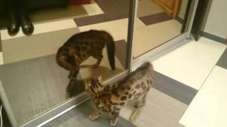 Bengal Cat Vs Mirror