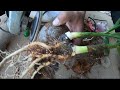 Twin Coconut Tree Bonsai Episode 01