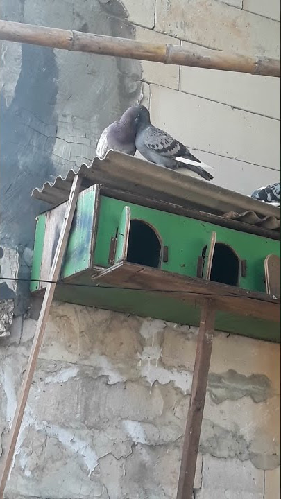 ternyata  begini cara bercumbu mesra burung dara