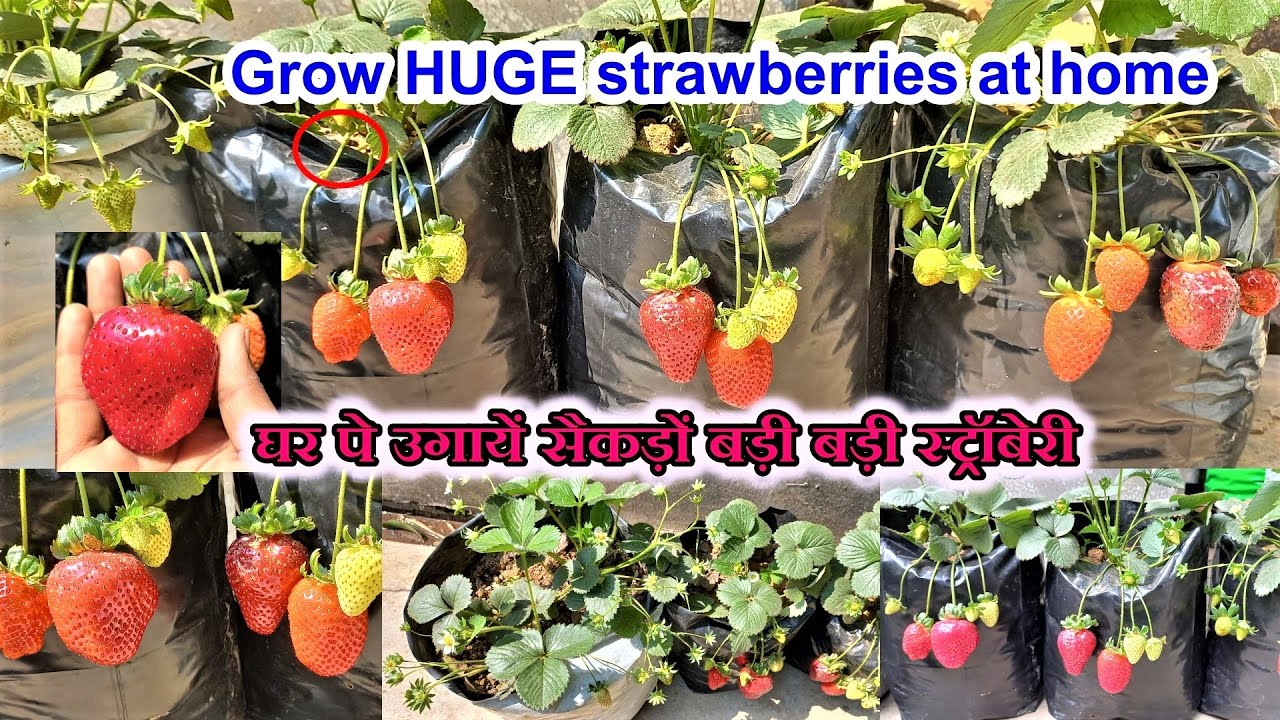 Grow Huge Strawberries🍓🍓 in pot How to grow Strawberry at home in