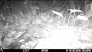 Camera Trap Video 072 Marsh Mongoose