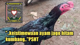 keistimewaan ayam jago hitam kumbang dan filosofi warna hitam