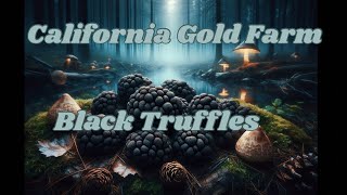 Black Truffles from California Gold Farm