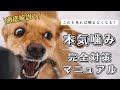 【噛み】飼い主への噛み 原因と対策4選!徹底解説!