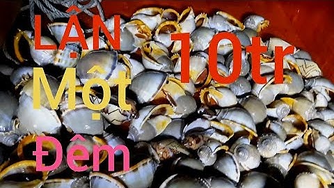 Ngư dân lận đêm trúng ốc tỏi, kiếm hàng chục triệu mỗi đêm..m