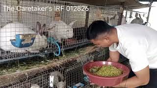 Mixing Feeds with Duckweed and Azolla and Feeding to the Rabbits