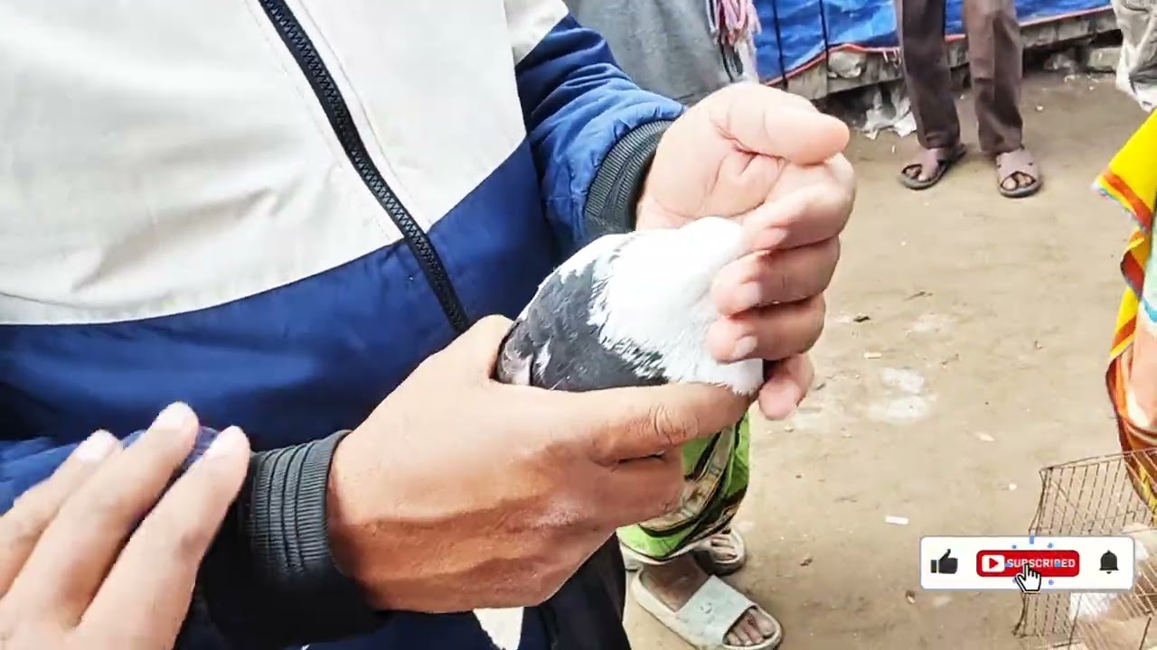 কবুতরের বাজার সাভার ঢাকা✅ Bangladesh birds video 2026