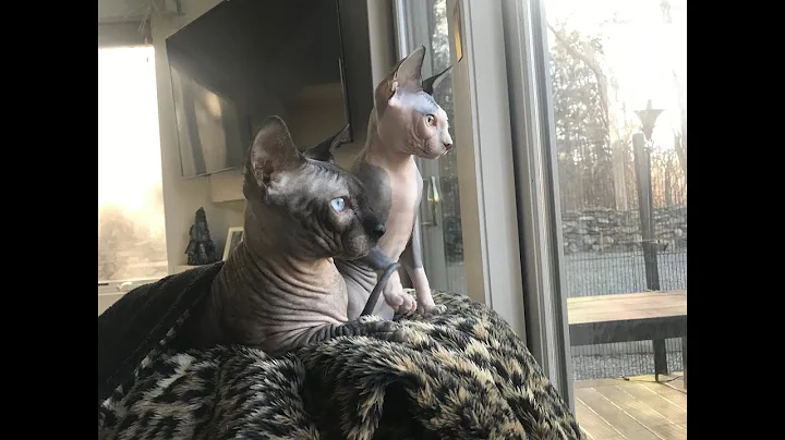 Video 1551171: sphynx cuddle, leash training, dog training, rescue dog, feed dog