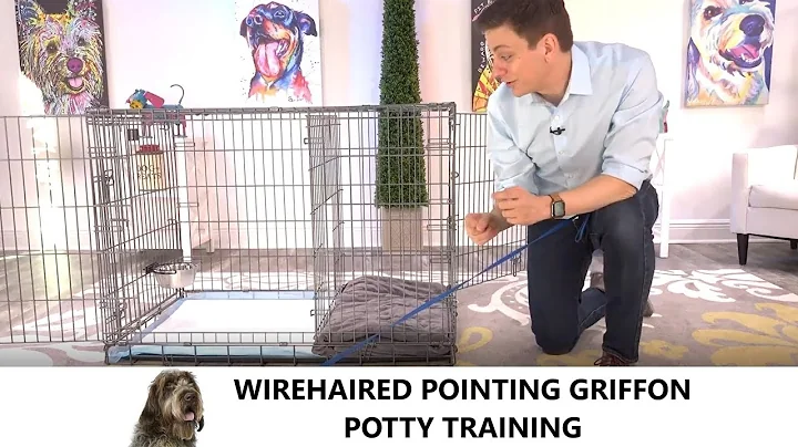 Wirehaired Pointing Griffon Potty Training from Wo...