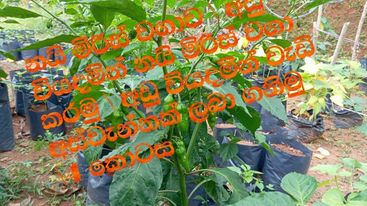 නයි මිරිස් වගාව | අඩු වියදමින් නයි මිරිස් වගා කරමු | අඩු වියදමින් වැඩි අස්වැන්නක් ලබා ගනිමු |4 කොටස