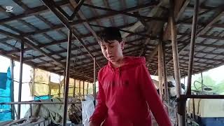 Uzun bı aradan sonra yeni video #cow  #inek  #hayvansevgisi 