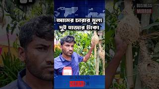 আমের চারার মূল্য দুই হাজার টাকা | Mango #shorts