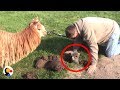 Baby Alpaca Stuck in Hole Can't Wait To Be With Mom Again | The Dodo