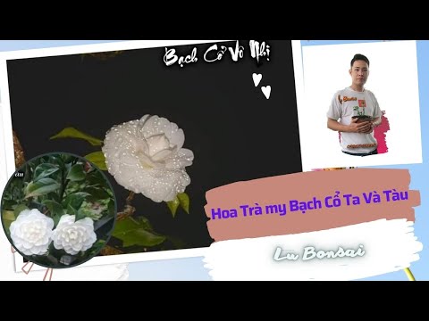 Video Hoa Trà My Bạch Cổ Ta Và Bạch Tàu Có Gì Khác Nhau-Lu... - youtube