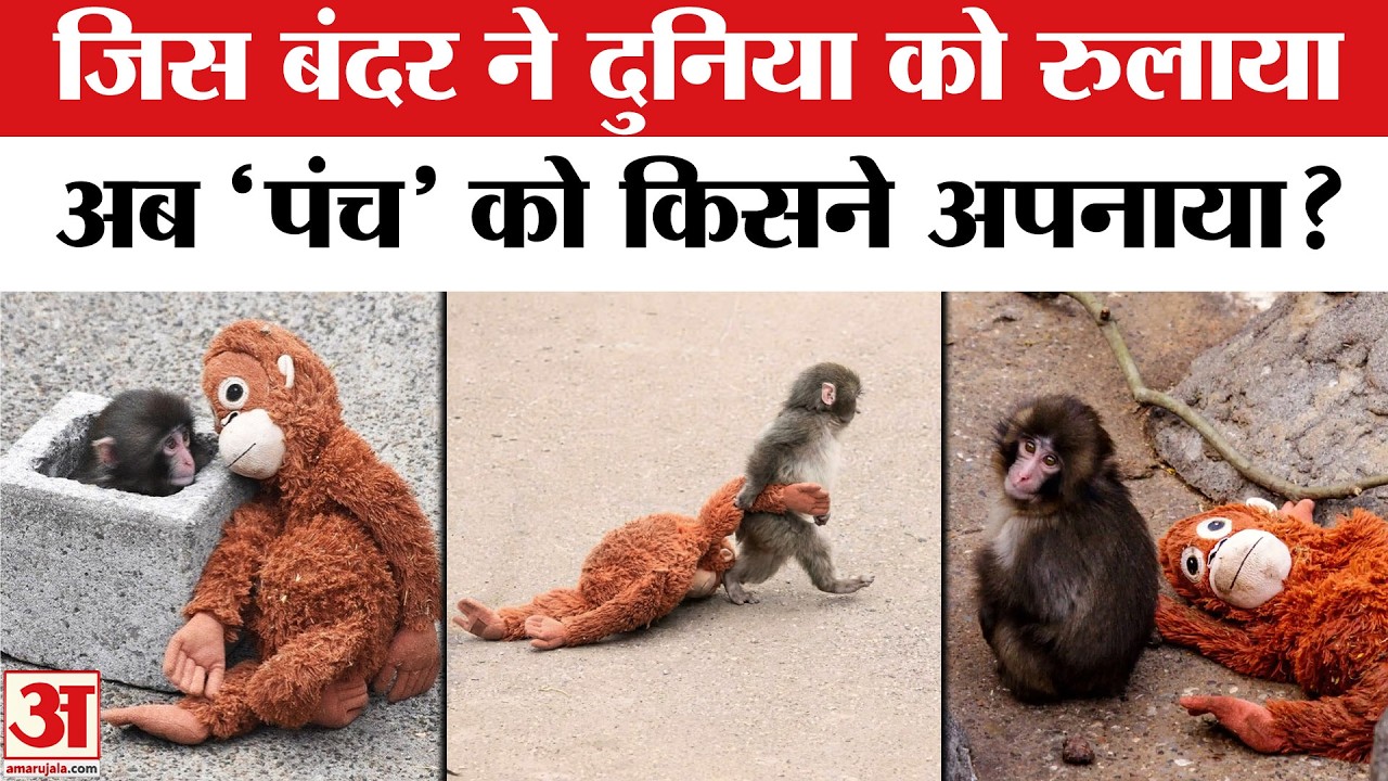 Japan Zoo Viral Monkey Punch Story in Hindi: छोटे बंदर की कहानी से रो पड़ी दुनिया | Emotional Video