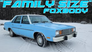 CHEAP V8 Ford Fairmont REVIVAL! Will it Run & Drive?