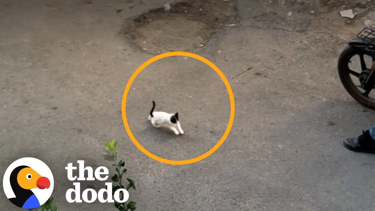 Man Drops Everything To Rescue Tiny Kitten Crying Outside His Window ...